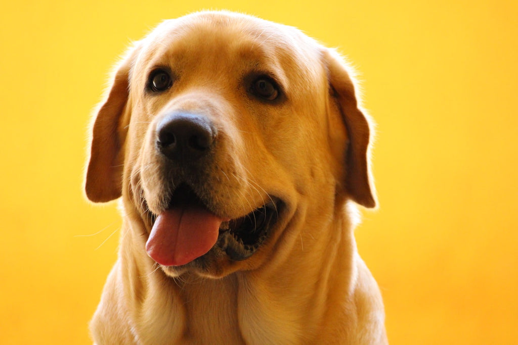 Here Are The 5 Most Intelligent Dog Breeds