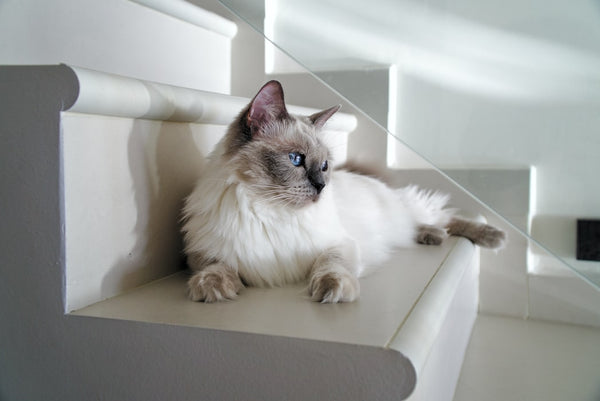 Should I Adopt Ragdoll Kittens: The Official Guide