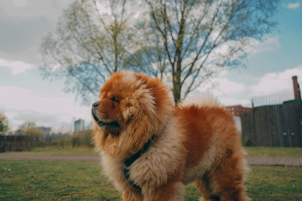 Everything You Need To Know About the Chow Chow Dog Breed