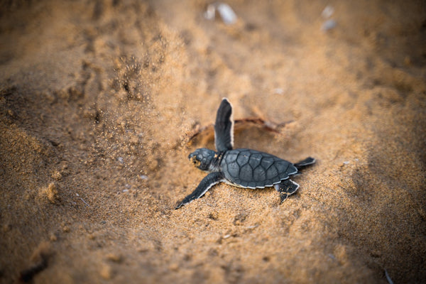 What Do Baby Turtles Eat