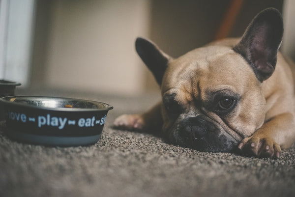 Grain-Free Diet for Dogs