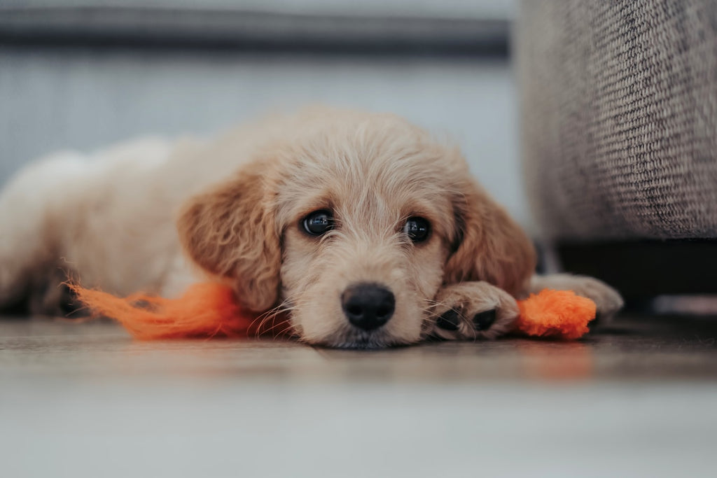 The Best 7 Tips for Puppy Care