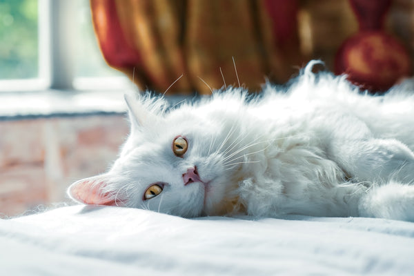 Famous Cats
