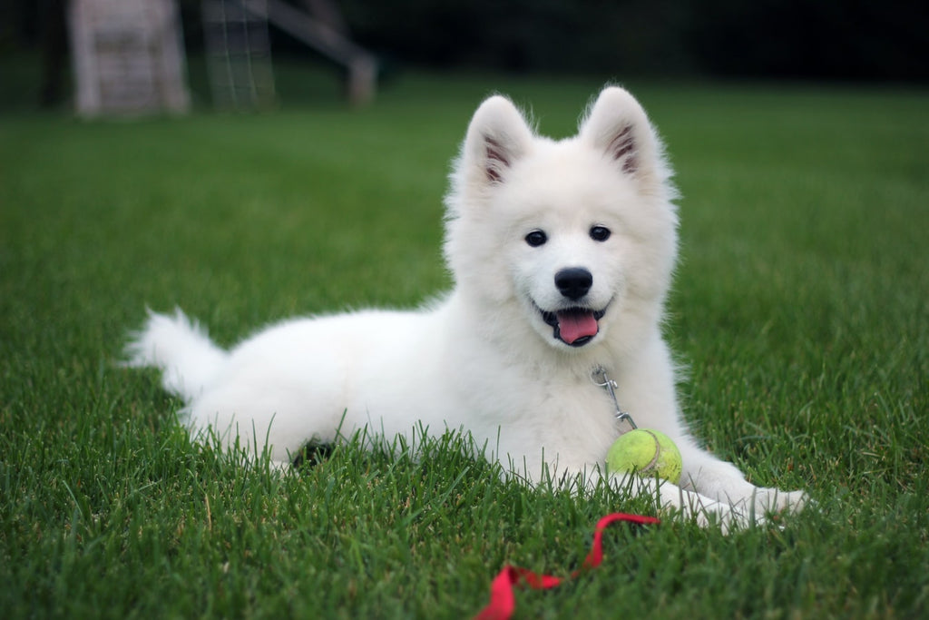 What Are The 7 Best Big Hypoallergenic Dogs
