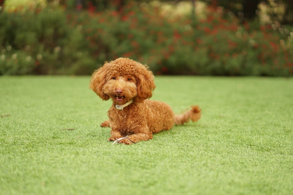 Here Are 8 Amazing and Wonderful Small Dog Breeds that Don't Shed