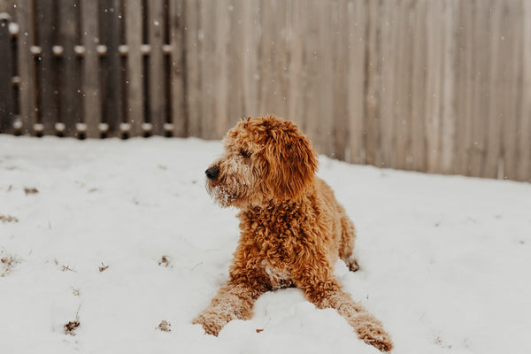 What Is The Best Dog Food For Goldendoodles?