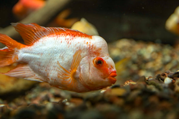 Blood Parrot Fish