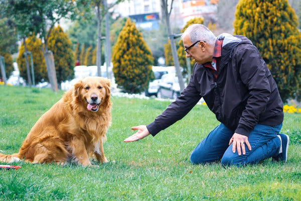 Here Are 3 Changes You Need To Know For Your Senior Dog’s Diet