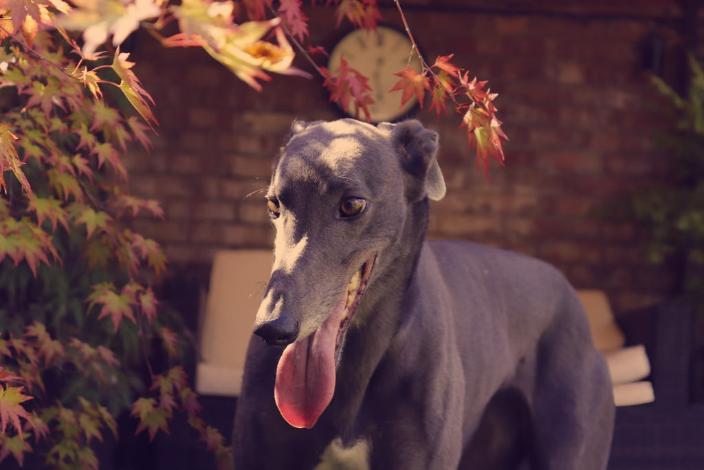 The Greyhound Dog Breed: 5 Reasons Why These Canines Are the Best