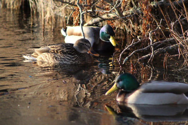 What Can You Feed Ducks?
