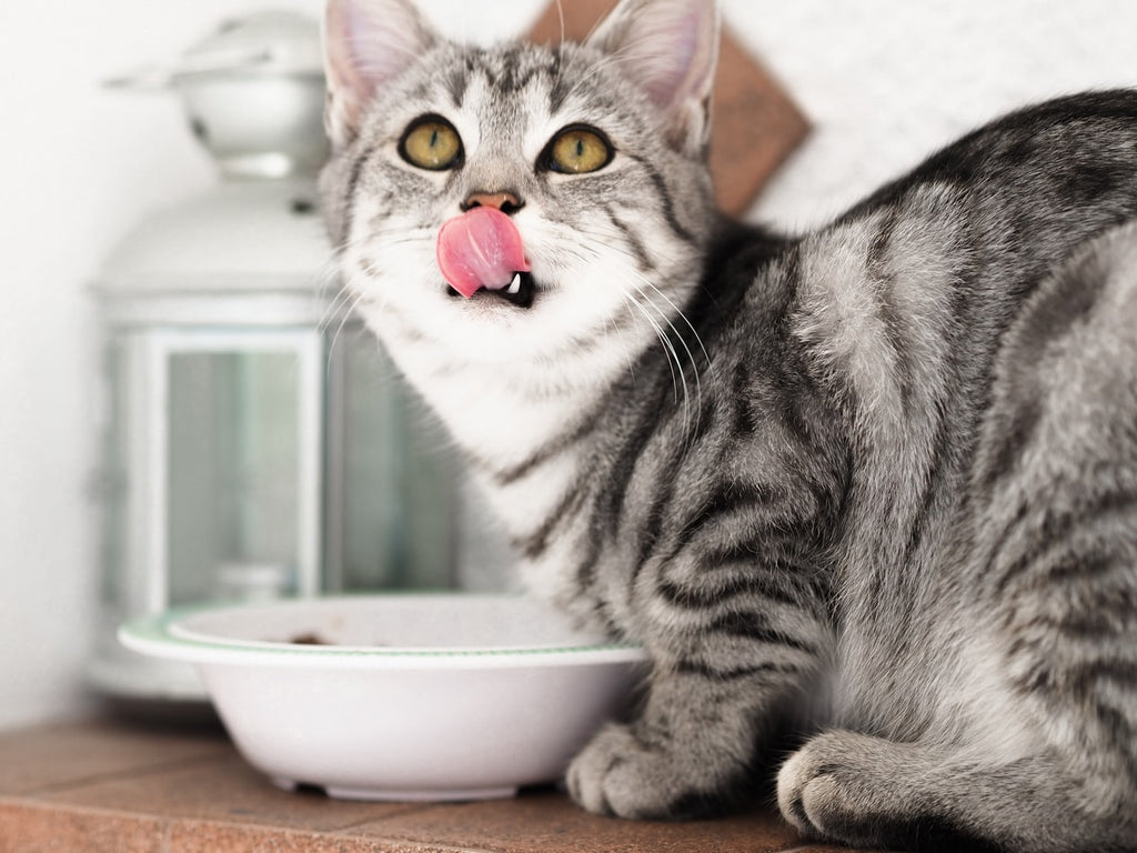 Organic Cat Food: Here Are the Top 5 Epic Brands