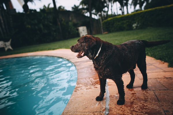 Dog Swimming: How To Make Your Companion Love The Water