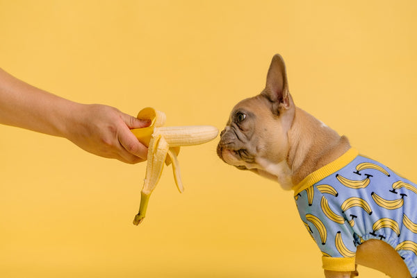 What Is The Best Dog Food For Sensitive Stomachs