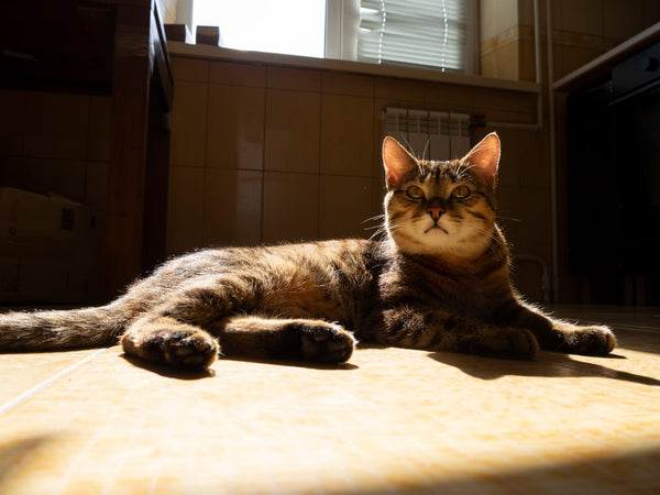 Omega for Cats: What You Need To Know About This Powerful Supplement
