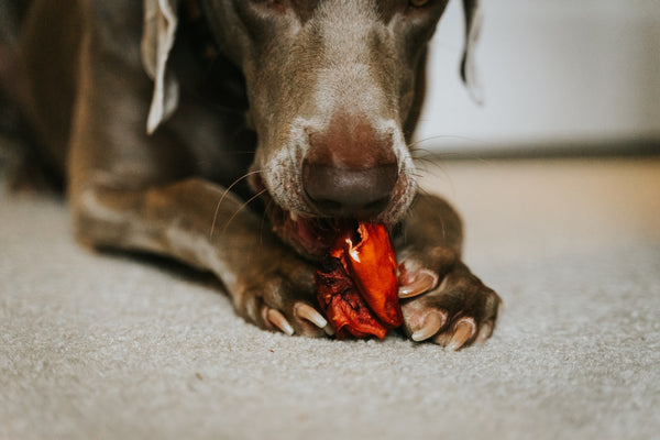 How to Stop a Dog's Nail From Bleeding