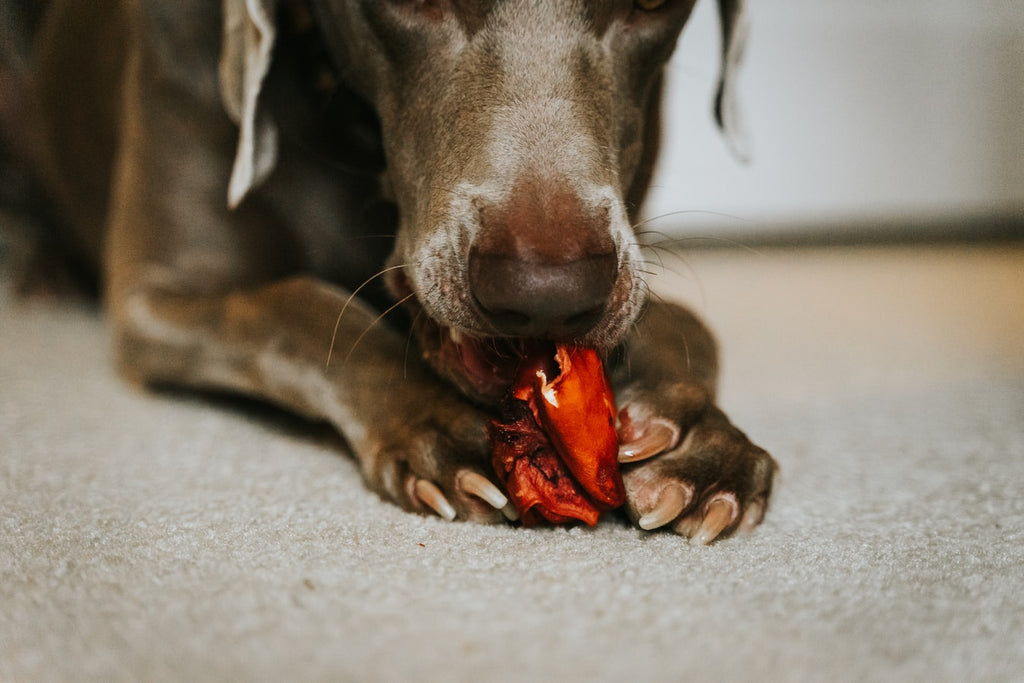 Once my dog's nail stopped bleeding, how long until he can jump around and  run? - Quora
