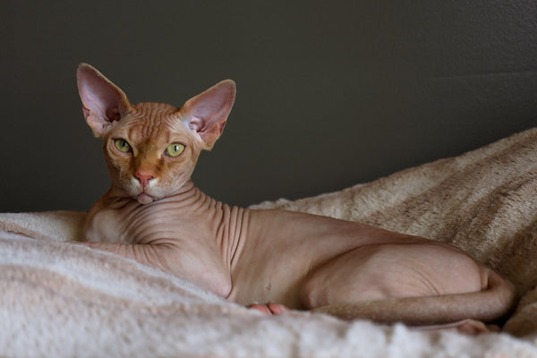 Hairless Cat Breeds: Everything You Need to Know