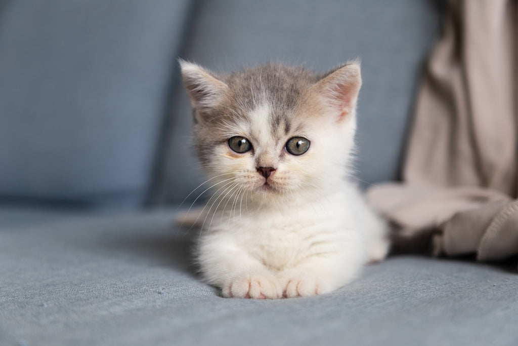 How to Take Care of a Kitten: 5 Things You Need to Know Before Adopting