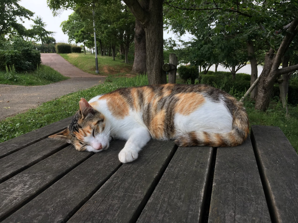 Are all Calico Cats Female: Everything You Need to Know About this Lucky Cat