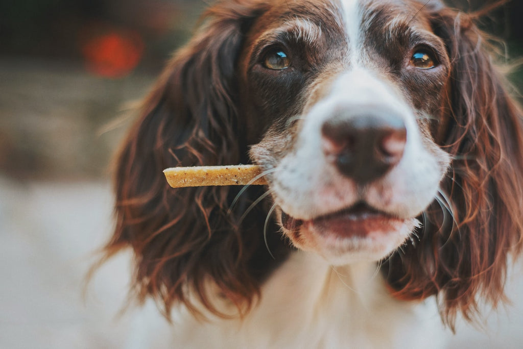 Everything You Need to Know About Organic Dog Treats