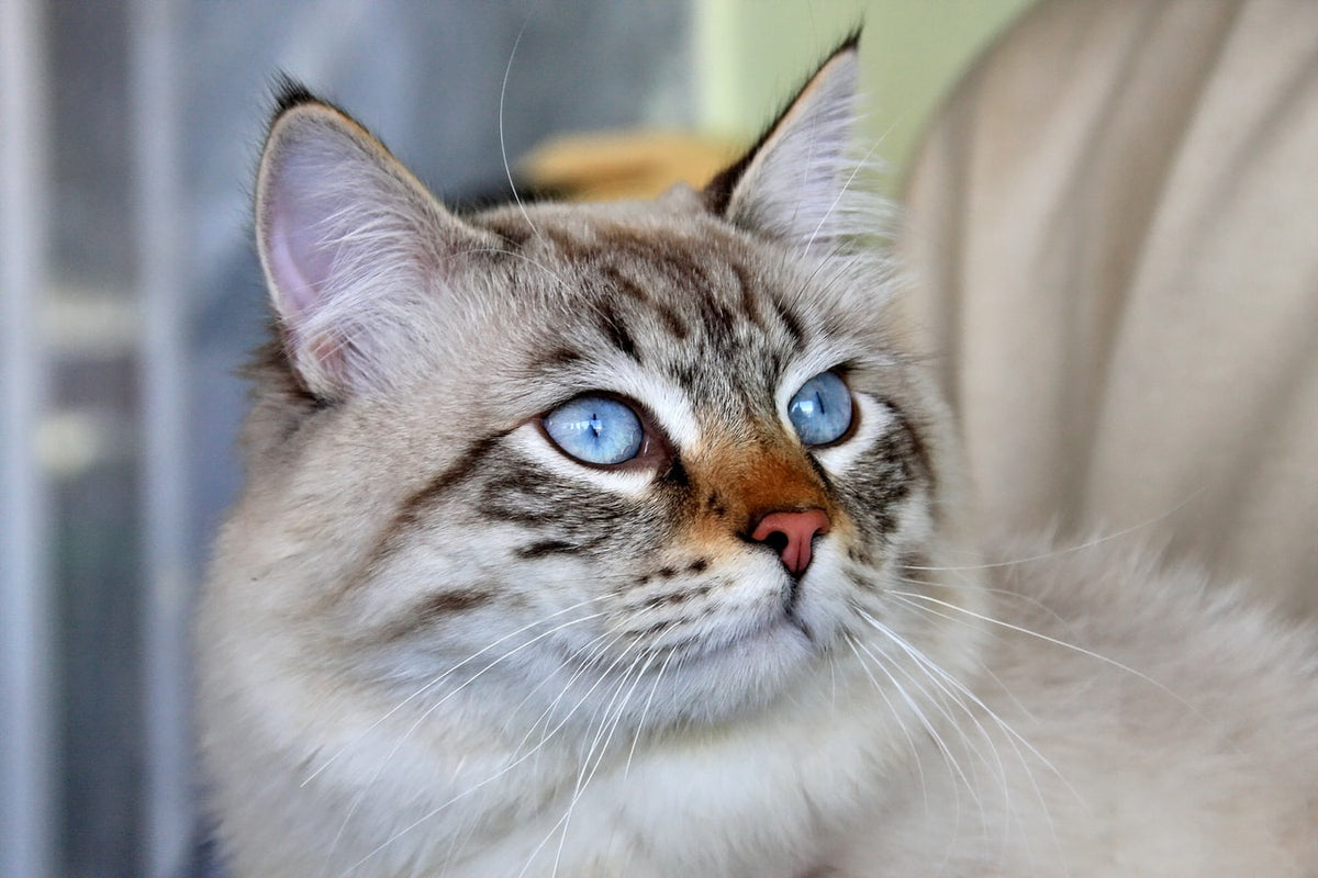 Best Cat Breeds Choosing the Right Cat Petsmont