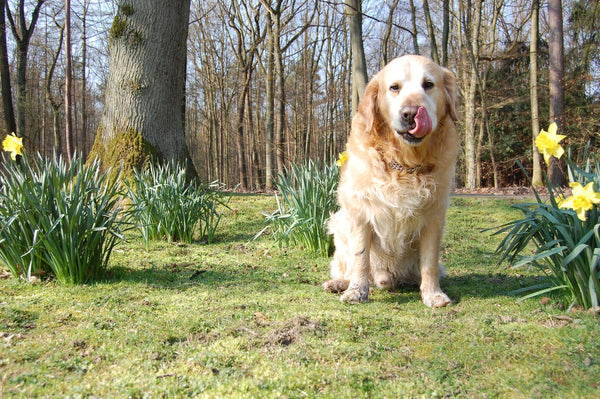 What Is The Best Dog Food For Golden Retrievers?