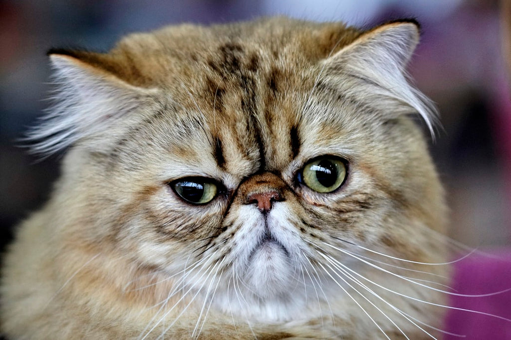 6 Exotic Cat Breeds You Need To Know