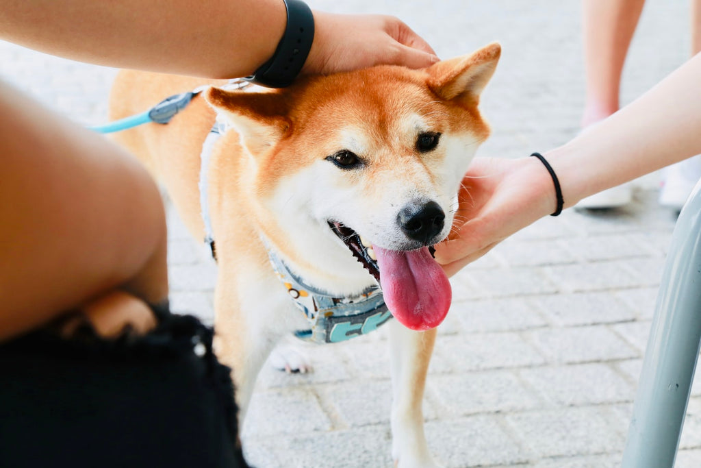 How to Pet a Dog: Techniques and Other Important Tips