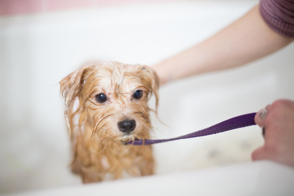 Puppy Grooming: Keeping Your Little Pup Fresh and Clean