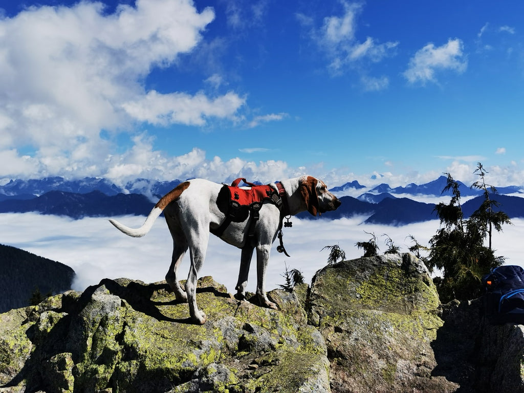 Best Hiking Dogs: Breeds that You Can Take Up the Mountain Side with You