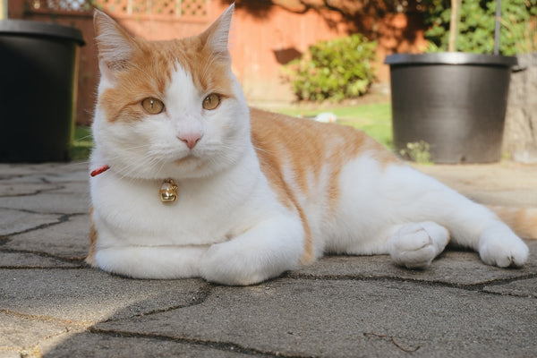 Fun Things to Know About Tabby Cat Breeds