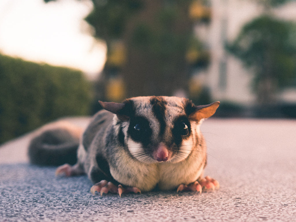 Sugar Glider Care: 3 Things You Need to Know Before Adopting