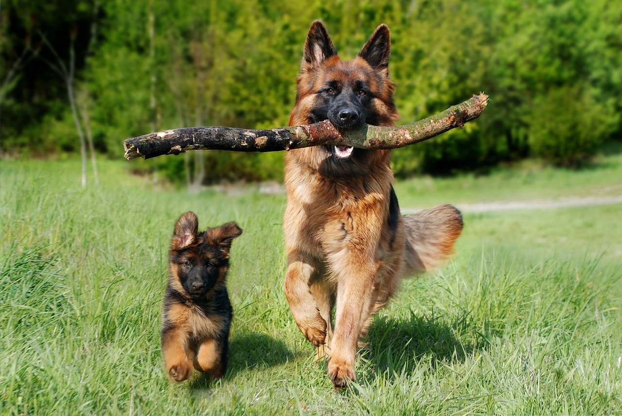 Here is Why German Shepherds Are Good With Kids – Petsmont