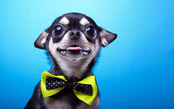 Playful Pups LOVE These Top 10 High Tech Pet Toys