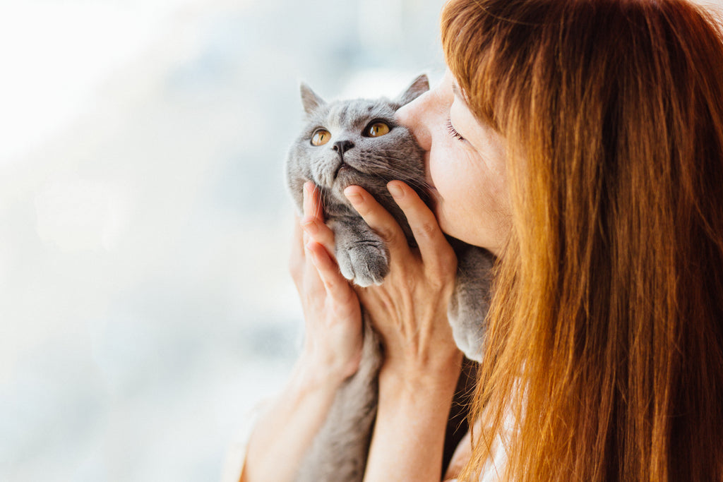 6 Surprising Reasons Why Cats are the Best Companions – Petsmont
