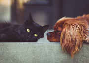 Senior Pet Bloodwork: What Are We Actually Looking For?