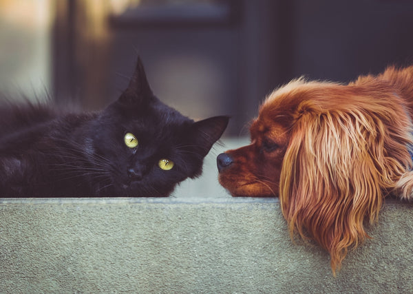 Senior Pet Bloodwork: What Are We Actually Looking For?
