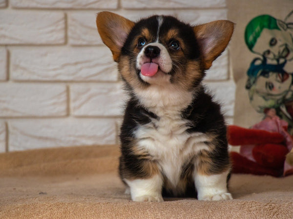 Dog ear brown discharge: how to know if your dog has an ear infection