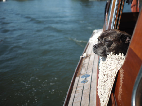 Dog on Board