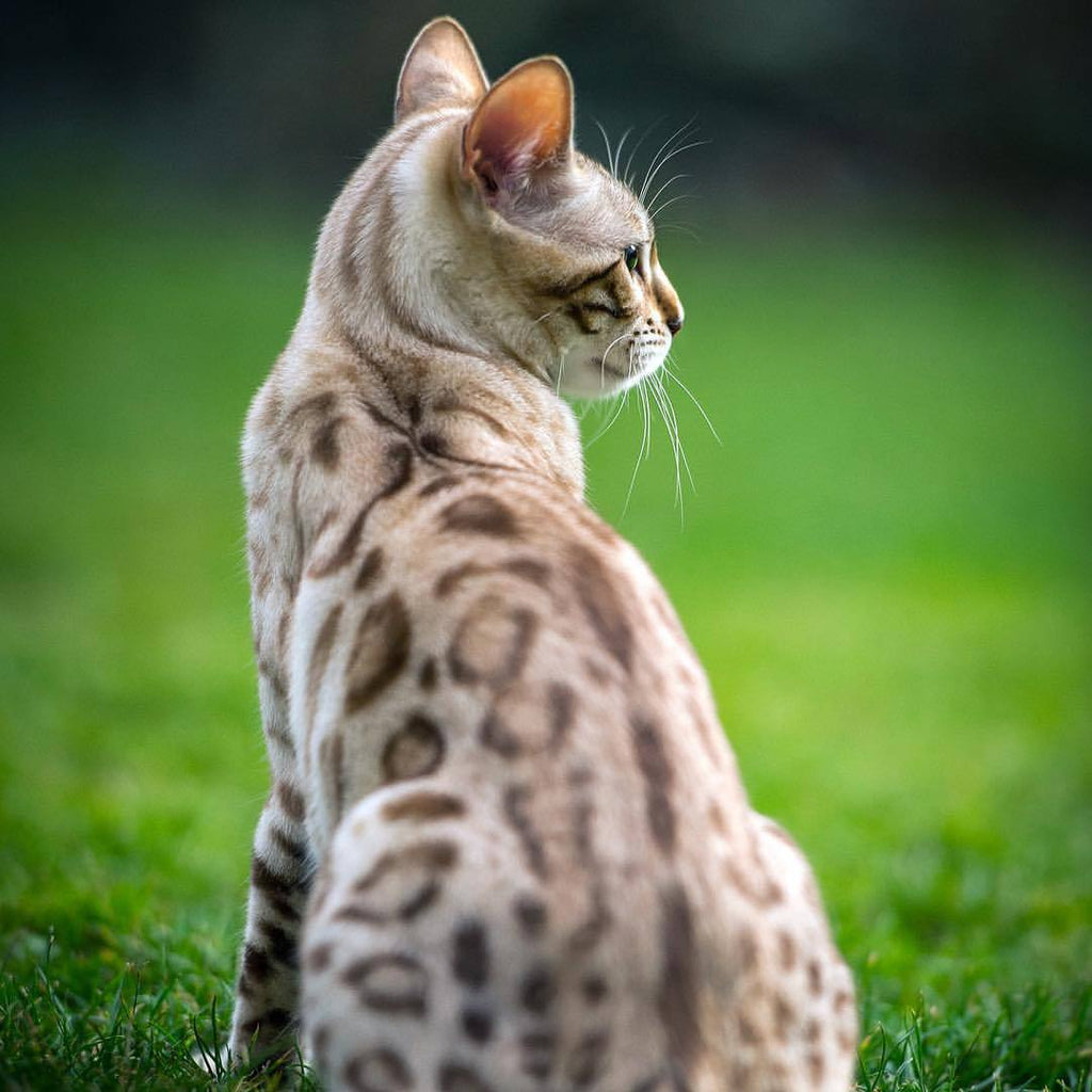 Snow Bengal Cat: What You Need To Know About This Adorable Breed – Petsmont