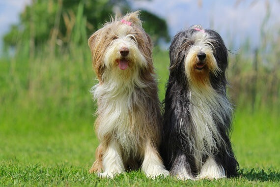 Bearded Collie Puppies: Everything You Should Know