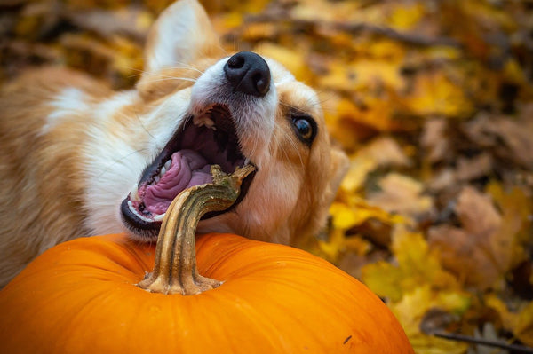 Study: dog vegan diets are healthier, safer, and could help you save on vet bills