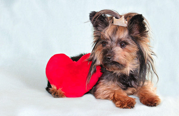 Hardworking Hearts: Recognizing and Managing Heart Issues in Dogs and Cats