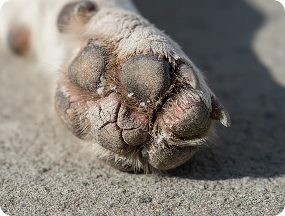 Cracked Paws & Nose