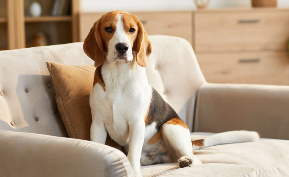 Dog with a healthy, shiny coat