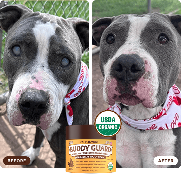 Does Your Dog Have Cloudy Eyes? Help Them Look More Like Themselves Again