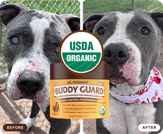 Does Your Dog Have Cloudy Eyes? Help Them Look More Like Themselves Again
