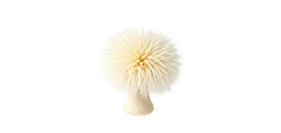 Lion's Mane