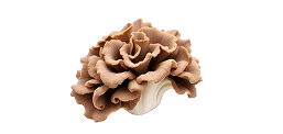 Maitake
