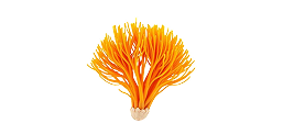 Cordyceps